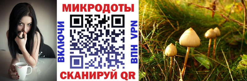 Купить  Кубинка  Псилоцибиновые грибы Cubensis 